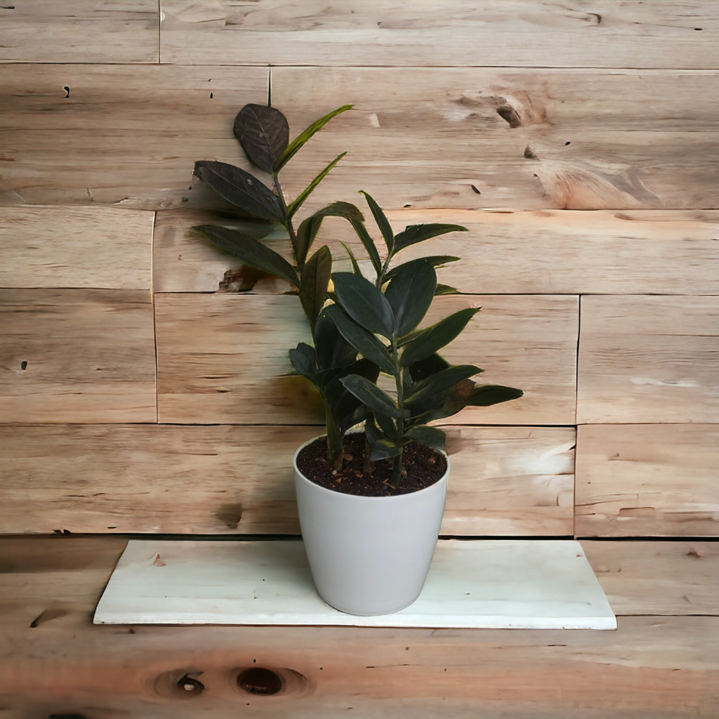 Black ZZ Plants - Mondal Nursery