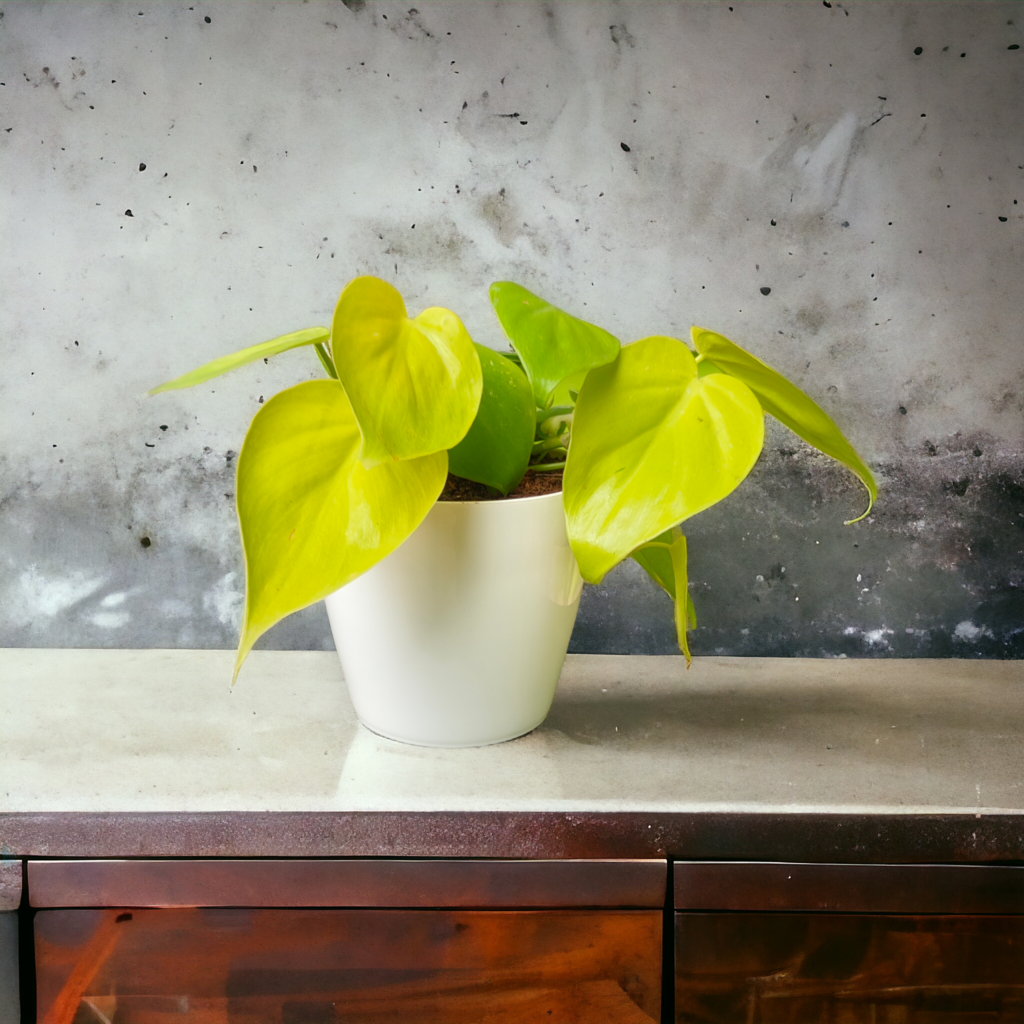 oxicardinal-neon-money-plants-mondal-nursery