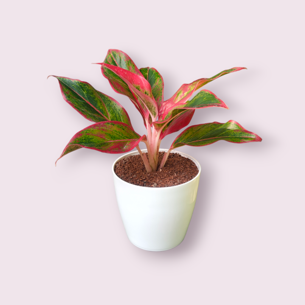 Lipstick Aglaonema Plants - Mondal Nursery