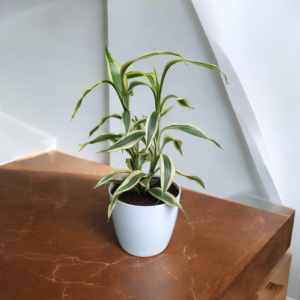 Variegated Soil Bamboo plant